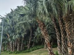 -深圳湾公园(南山区)