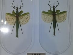 -上海昆虫博物馆