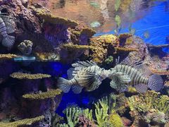 -上海海洋水族馆