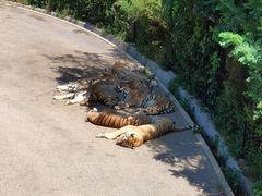 -大连森林动物园