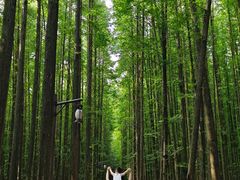 -山王坪喀斯特国家生态公园