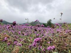 -紫云台香草园