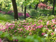 -上海滨江森林公园