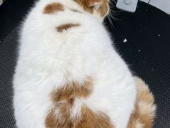 -唐小姐の猫狗洗护·购宠旗舰店(周浦万达店)