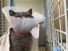 -伟伟宠物医院·瑞派猫友好医院·猫科(光谷店)