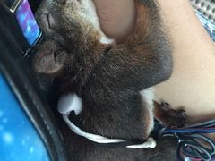 -雨林宠物医院 非犬猫异宠专科
