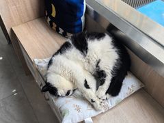 -恒幸动物医院·急重症转诊中心·神经内外科·CT核磁