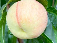 -老袁家蜜桃农场·阳山水蜜桃