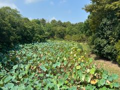 -上海海湾国家森林公园