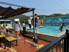 -趣玩宠物乐园寄养训犬训狗游泳池