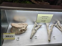 -河南自然博物馆