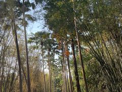 -中国科学院西双版纳热带植物园