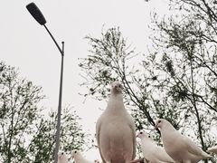 -天津妈祖文化园