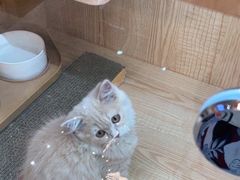 -山宅一喵德文卷毛猫舍