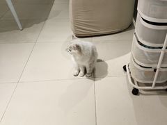 -怪兽屋·羊驼·猫咖·狗咖(俊华广场店)