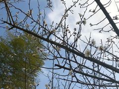 -玉苍山国家森林公园
