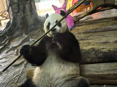 -海南热带野生动植物园