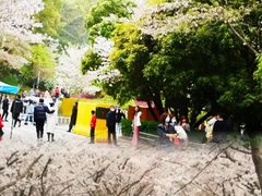 -武汉大学-樱园