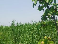 -同里国家湿地公园