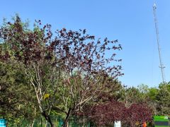 -绿堤公园