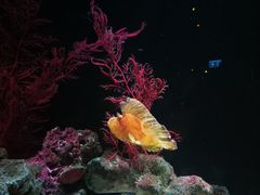 -暹罗海洋世界