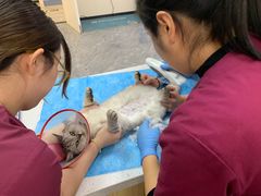 -美联众合爱康动物医院•复杂内科•肿瘤科•牙科•腔镜诊疗中心