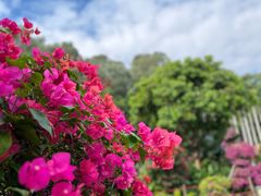 -莲花山公园