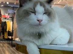 -糯米喵星人·撸猫猫舍咖啡馆(西市场嘉华店)