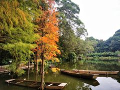 -深圳仙湖植物园