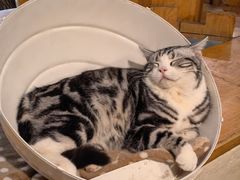 -猫小院猫主题餐厅(南锣旗舰店)