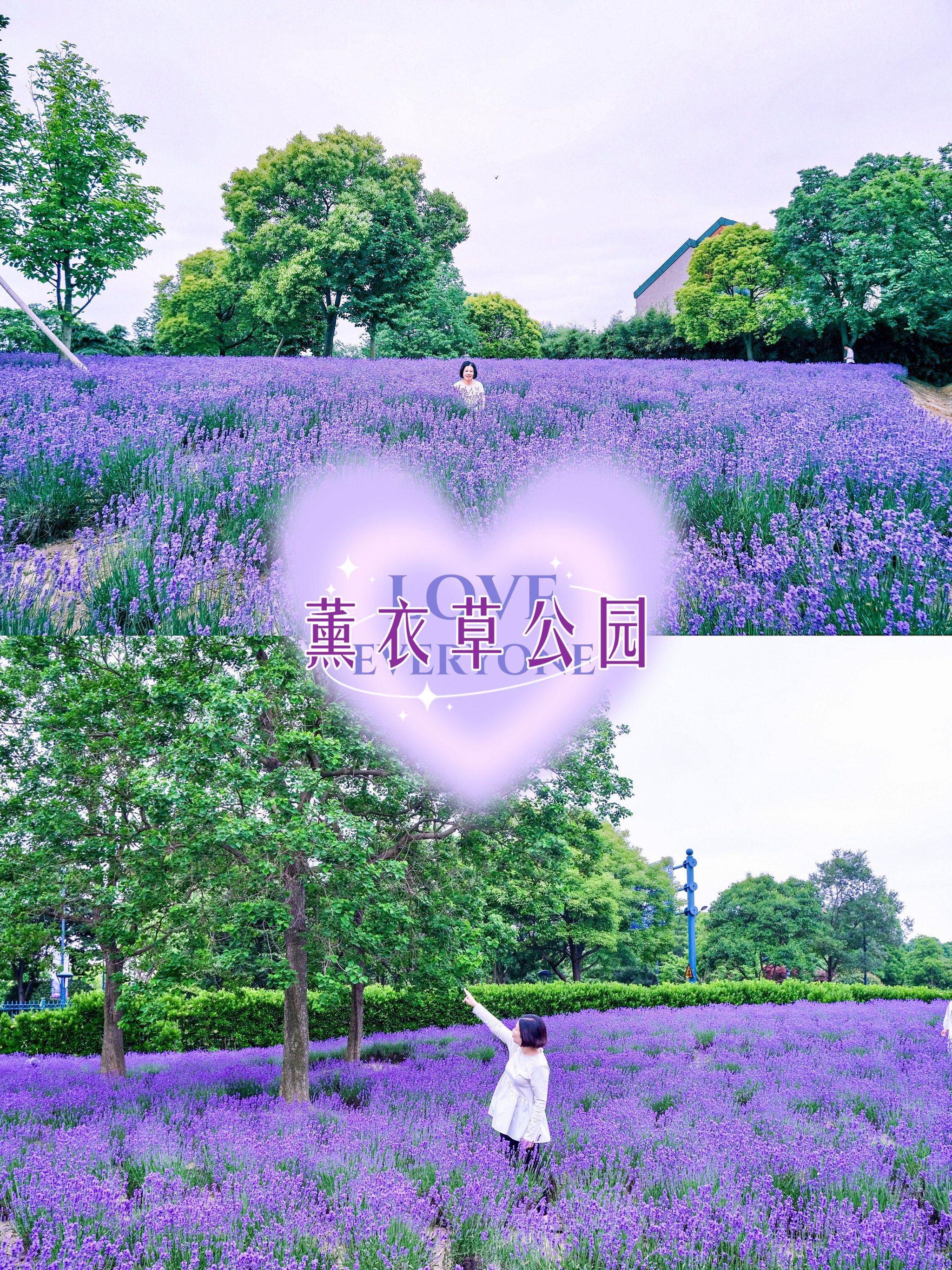这个周末|去薰衣草公园体验了一把紫色浪漫