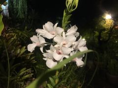 -自然餐厅(Phuket)