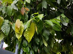 -Belice Chocolate Kingdom
