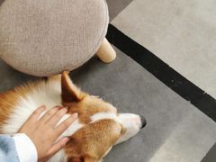 -汪说·狗咖(旺城大厦店)