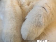 -滚猫咖啡·猫咖·猫友好撸猫(未来城店)