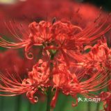 彼岸花