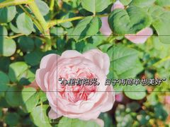-莘庄梅园