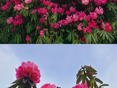 -贵州百里杜鹃风景名胜区