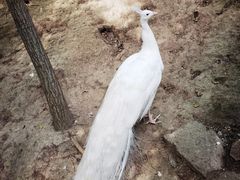 -哈尔滨北方森林动物园