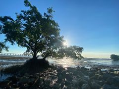 -宝安西湾红树林湿地公园