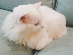 -袖虎宠物·金渐层缅因猫舍(灵芝店)
