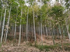 -上海佘山国家森林公园天马山园