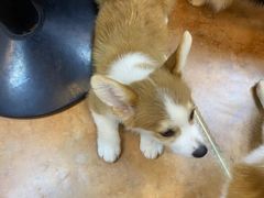 -柯斗斗主题餐厅·狗咖·围炉煮茶·茶饮(国瑞升平里店)