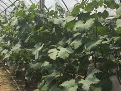 -马陆小张葡萄园农家乐