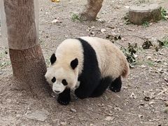 -都江堰中华大熊猫苑