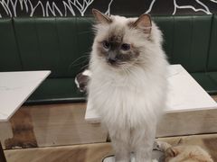 -安格丽娜·狗咖·猫咖羊驼咖(春熙路百盛商场店)