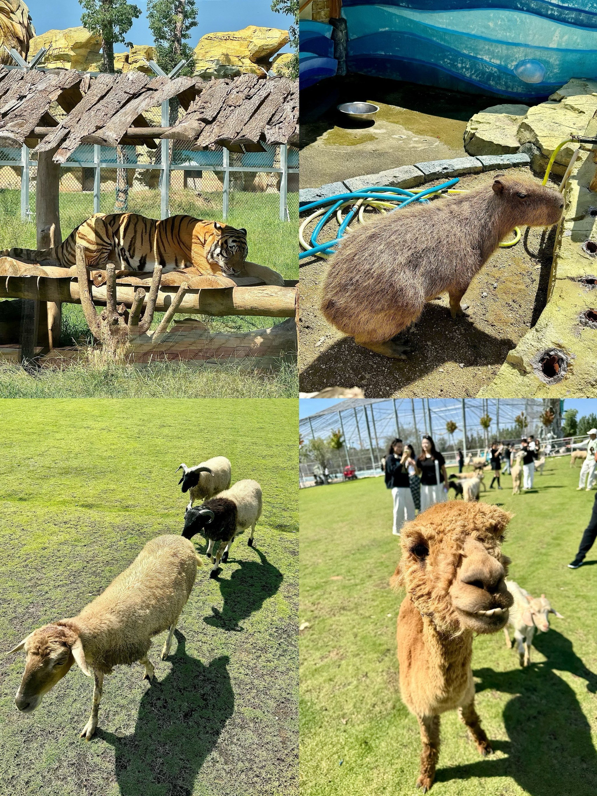 南阳这个野生动物园也太好玩了吧!