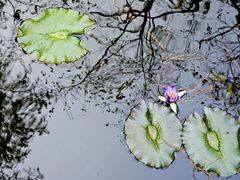 -广州兰圃