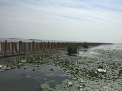 -哈素海