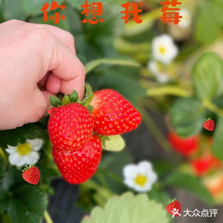 草莓🍓草莓🍓 你想我莓